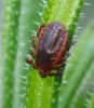 Rhipicephalus sp.